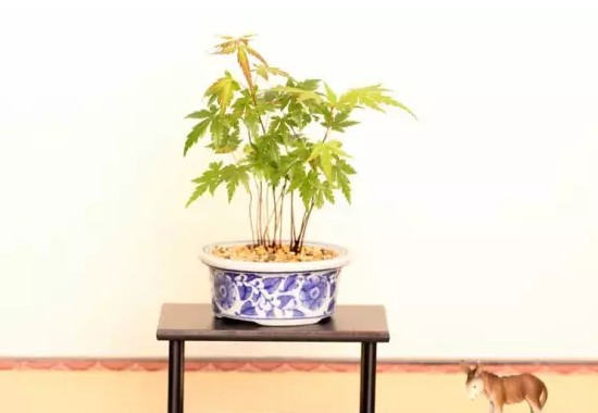 秋枫树盆景制作注意事项1