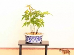秋枫树盆景制作注意事项