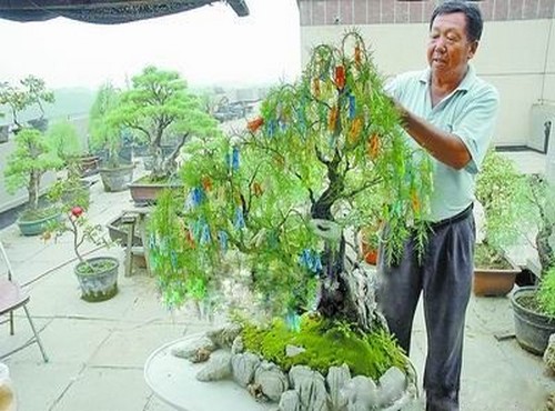 枸杞盆景制作方法1