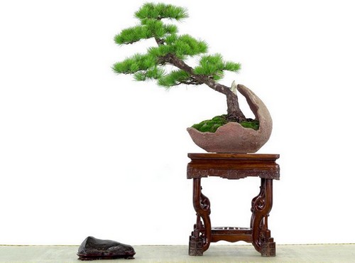 文人树盆景制作方法