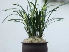 兰花盆景制作怎样布局