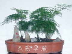 文竹盆景制作要点