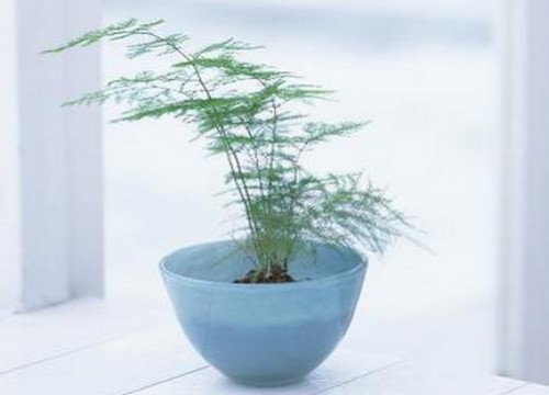 文竹盆景制作要点3