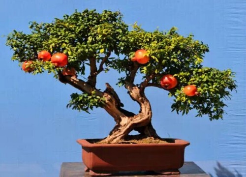 石榴盆景制作技艺4