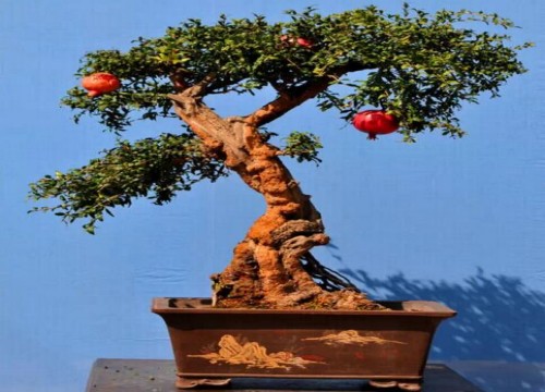 石榴盆景制作技艺6