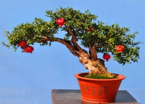 石榴盆景制作技艺5