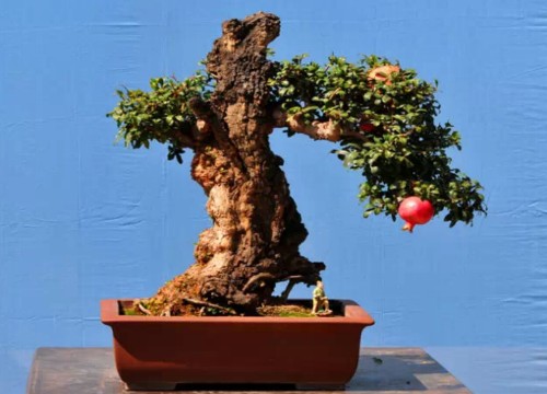 石榴盆景制作技艺1