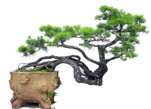 松树盆景制作方法6