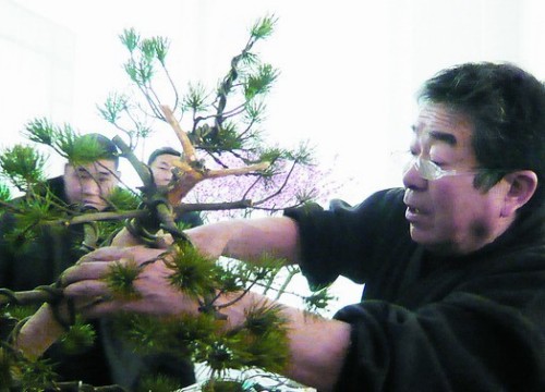 松树盆景制作方法1