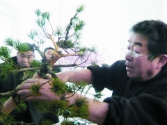松树盆景制作方法