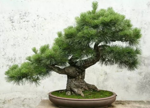 松树盆景制作方法4