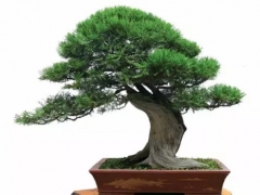 侧柏盆景制作方法