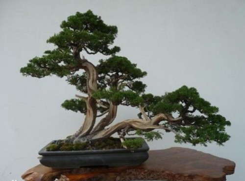 侧柏盆景制作方法3