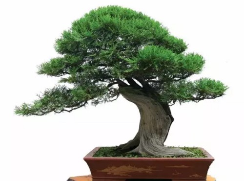 侧柏盆景制作方法1