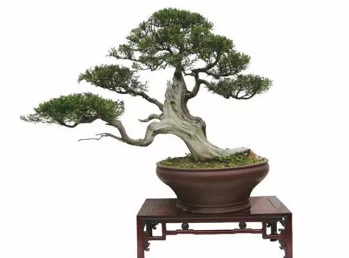 侧柏盆景制作方法2