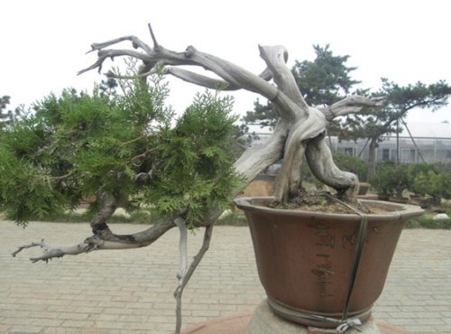 侧柏盆景制作方法4