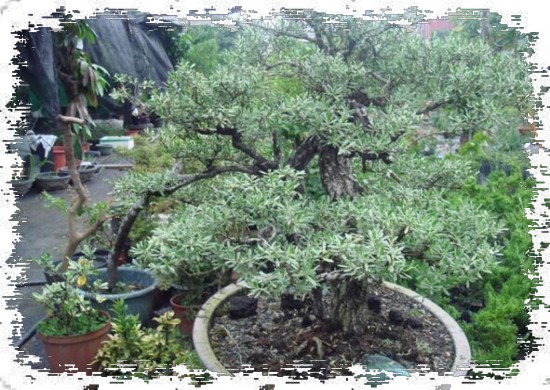 玉芙蓉盆景制作方法2