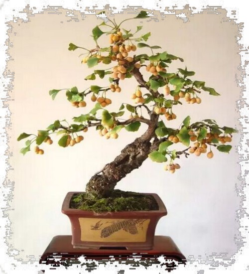 银杏挂果盆景制作技术1