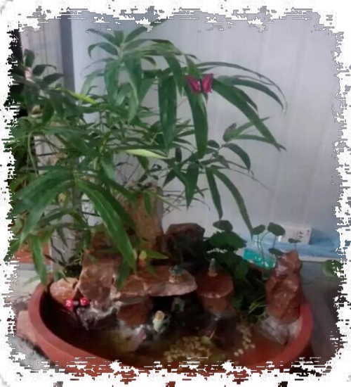 山水盆景DIY制作图文教程3