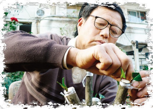 快速制作盆景的方法——嫁接技术1