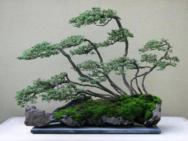 怎样制作合植盆景3