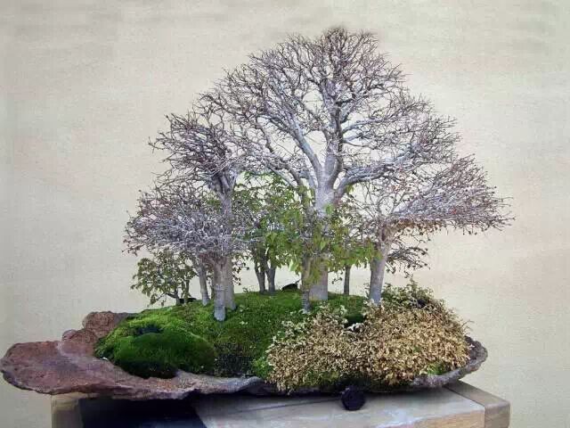 怎样制作合植盆景4