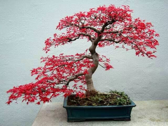 怎样制作合植盆景2