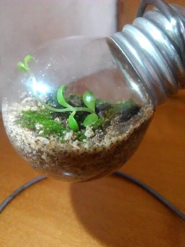 教你用灯泡制作微观盆景13
