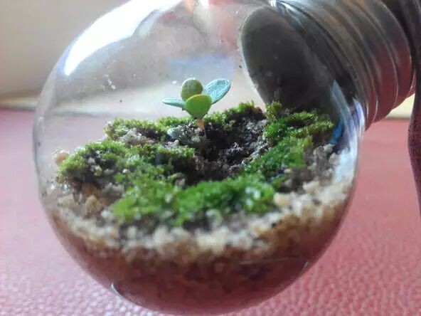 教你用灯泡制作微观盆景8