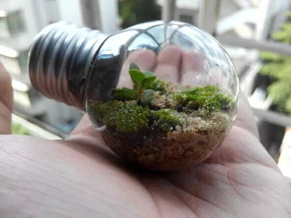 教你用灯泡制作微观盆景6