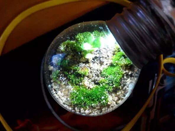 教你用灯泡制作微观盆景12