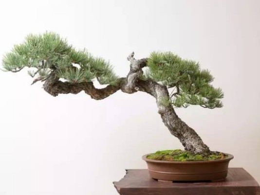 崖柏盆景制作方法3