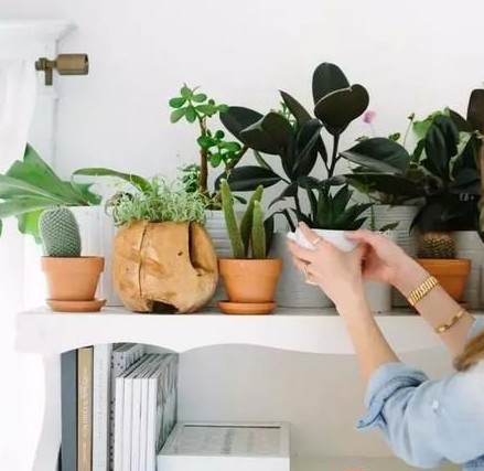 教你用家里的盆栽制作绿植背景墙8