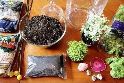 微型盆栽DIY，打造玻璃花园1