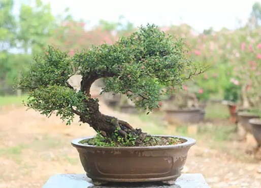 榔榆盆景制作方法1