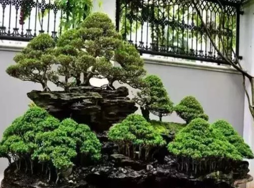 丛林式盆景制作方法6