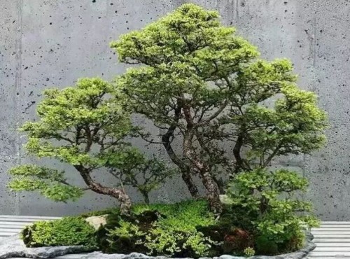 丛林式盆景制作方法1