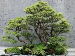 丛林式盆景制作方法