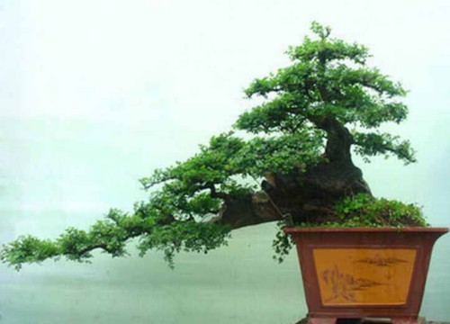 榆树盆景制作的工序3