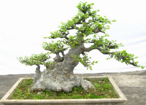 榆树盆景制作的工序1