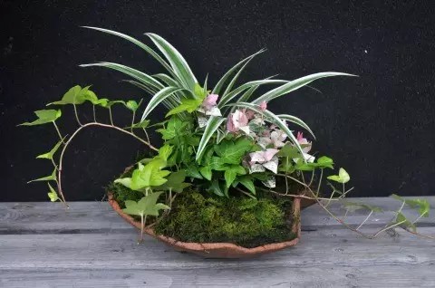 苔玉盆景制作方法3