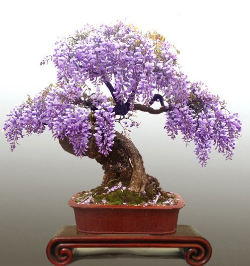 紫藤盆景制作方法3