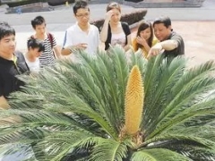 苏铁盆景制作