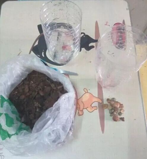 在家简单种植盆栽的方法1
