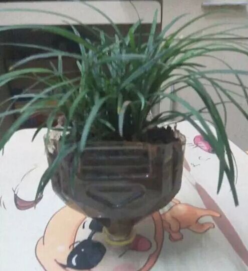 在家简单种植盆栽的方法4