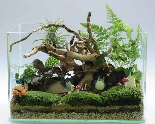 微观生态盆景2
