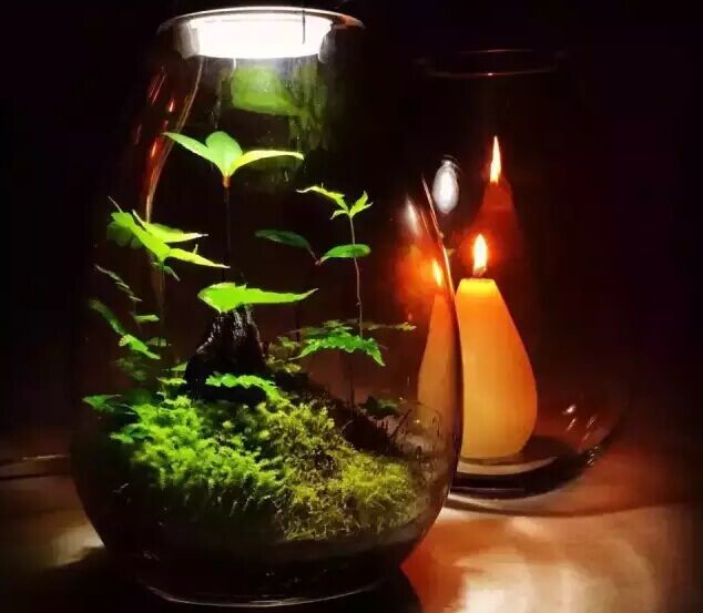 水陆式水草造景6