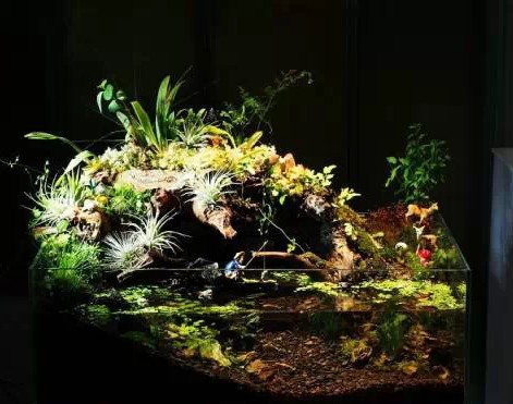 水陆式水草造景4
