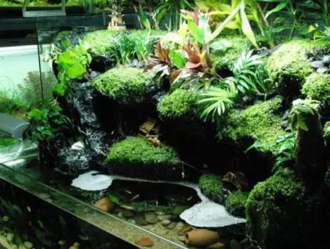 水陆式水草造景2