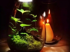 水陆式水草造景